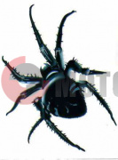 �������� ���� (115*90) ��.