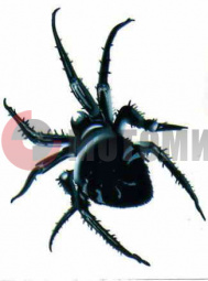 Наклейка Паук (115*90) пр. Наклейка Паук (115*90) пр.